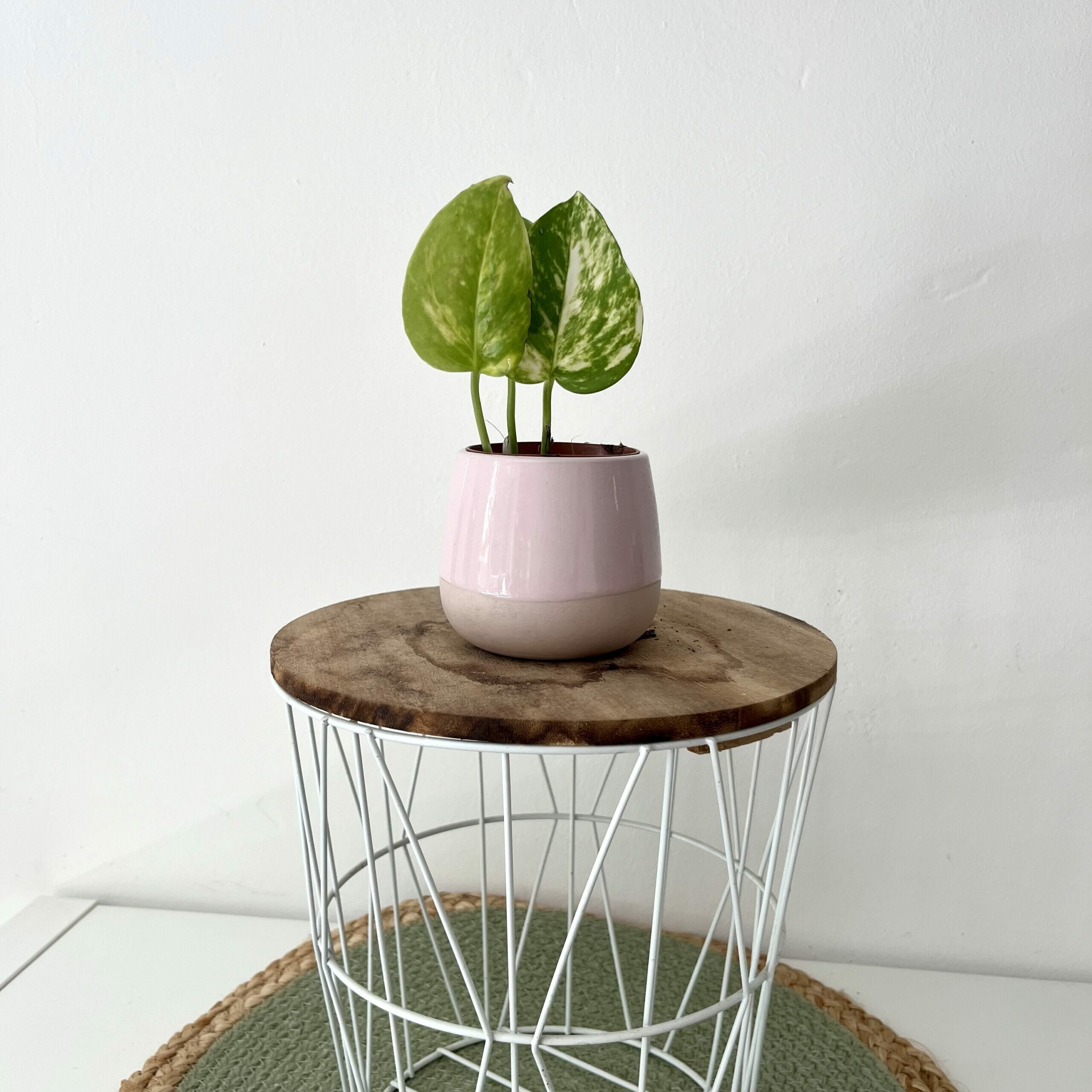 Stek Pothos Aureum Golden 1