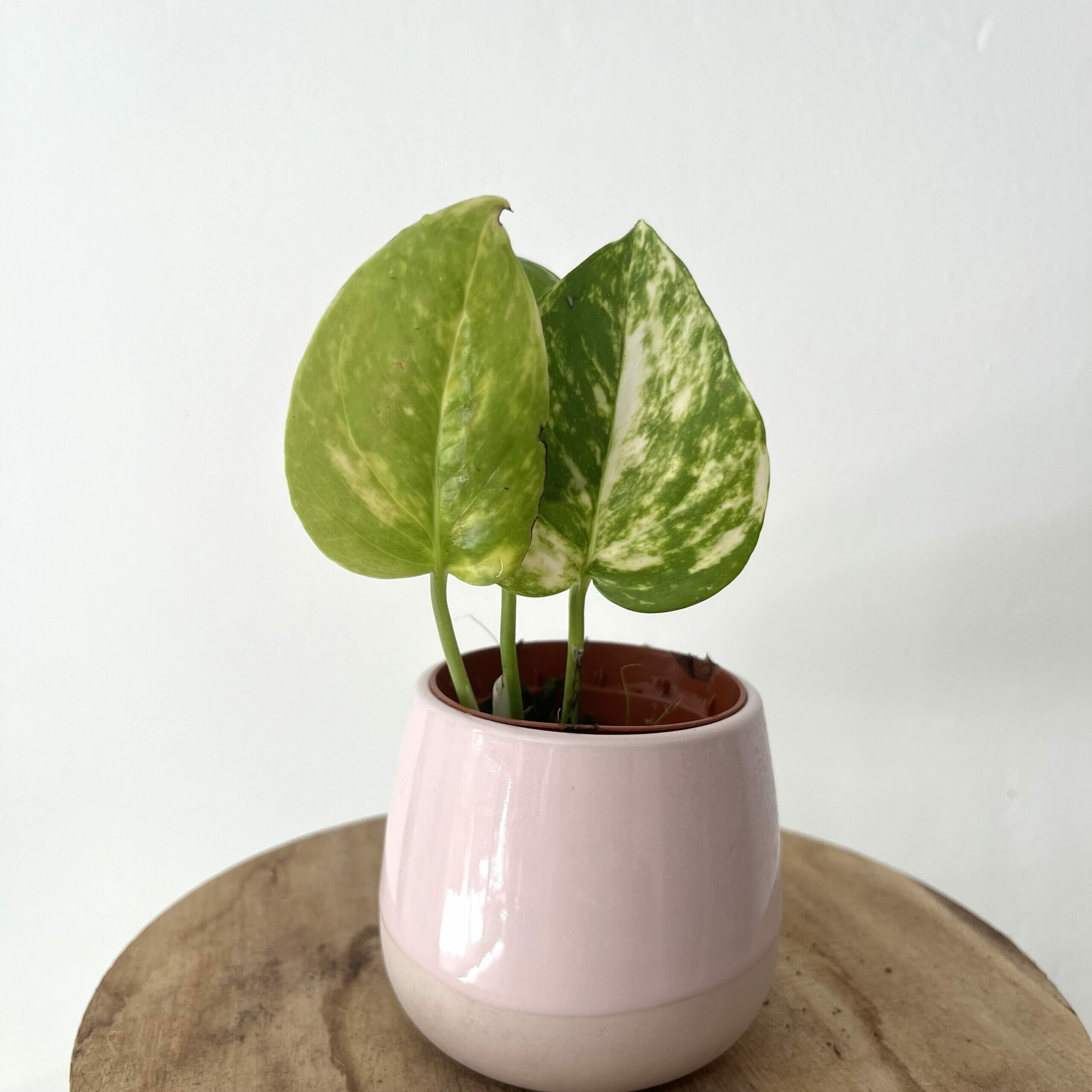 Stek Pothos Aureum Golden 1