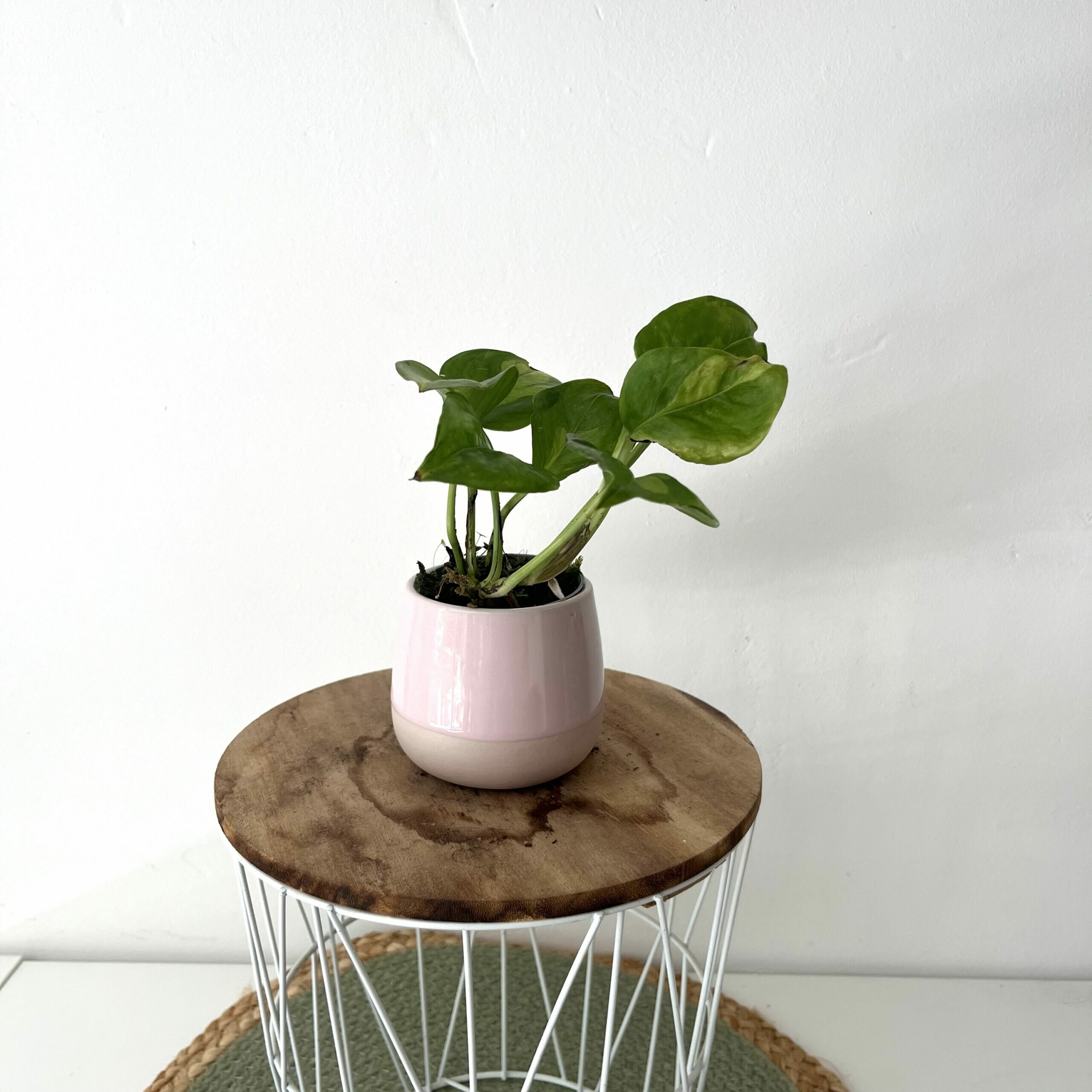 Stek Pothos Aureum Golden 2