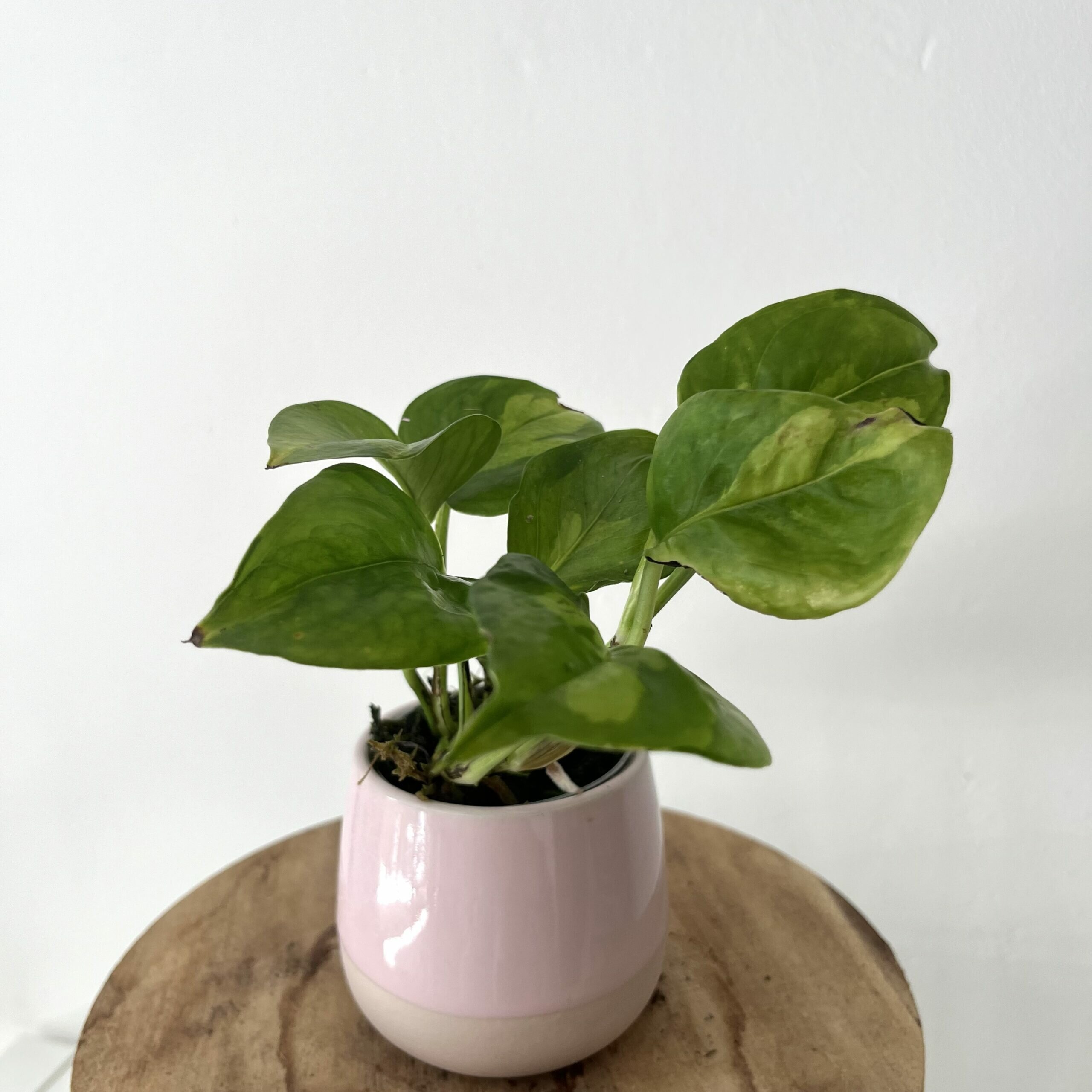 Stek Pothos Aureum Golden 2