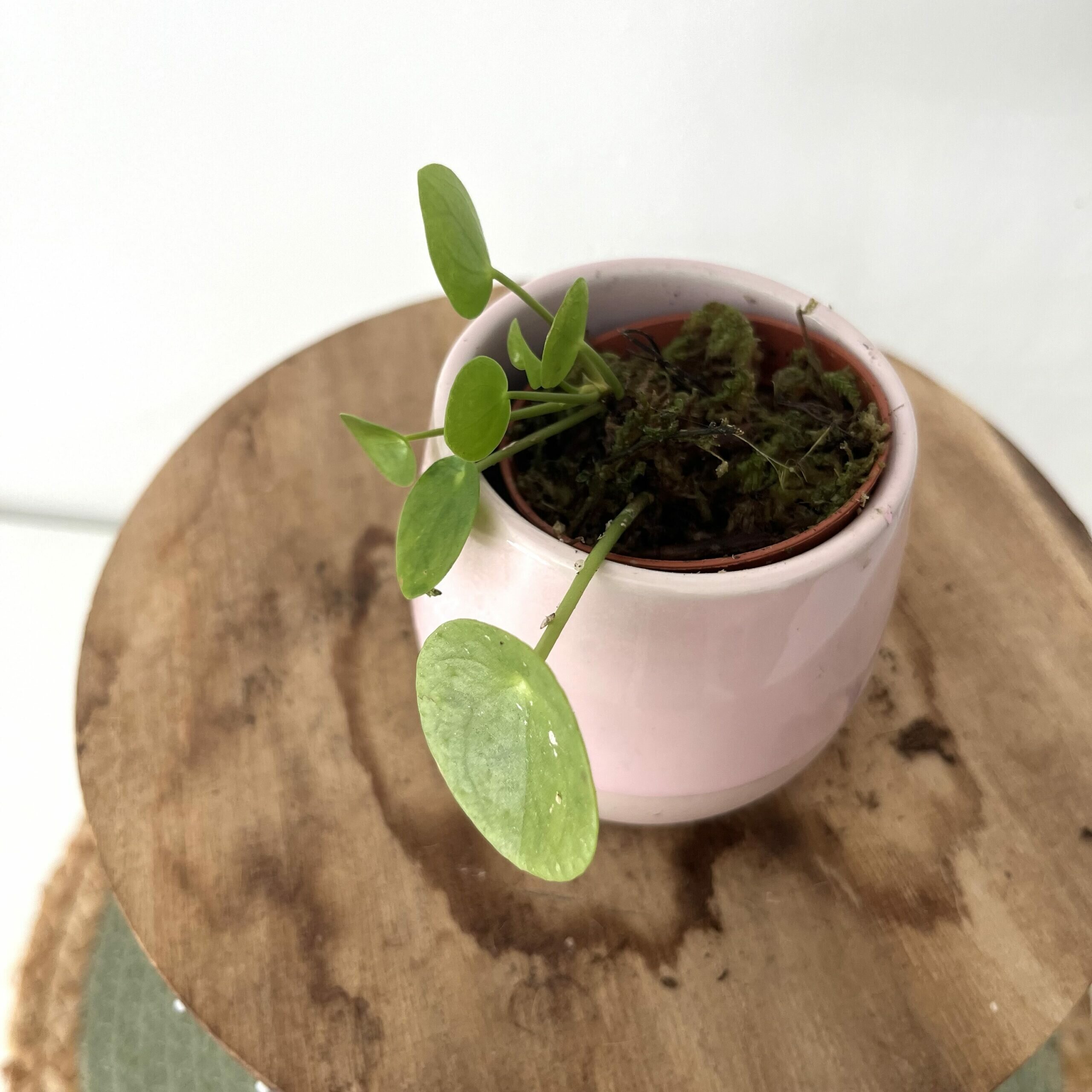 Stek Pilea 1