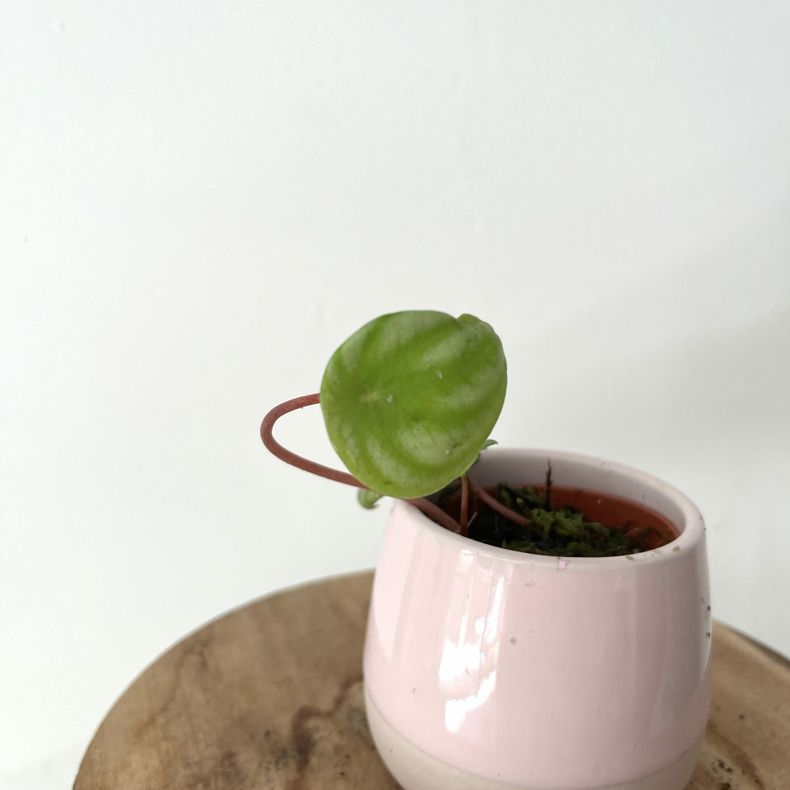 Stek Peperomia Watermelon 1
