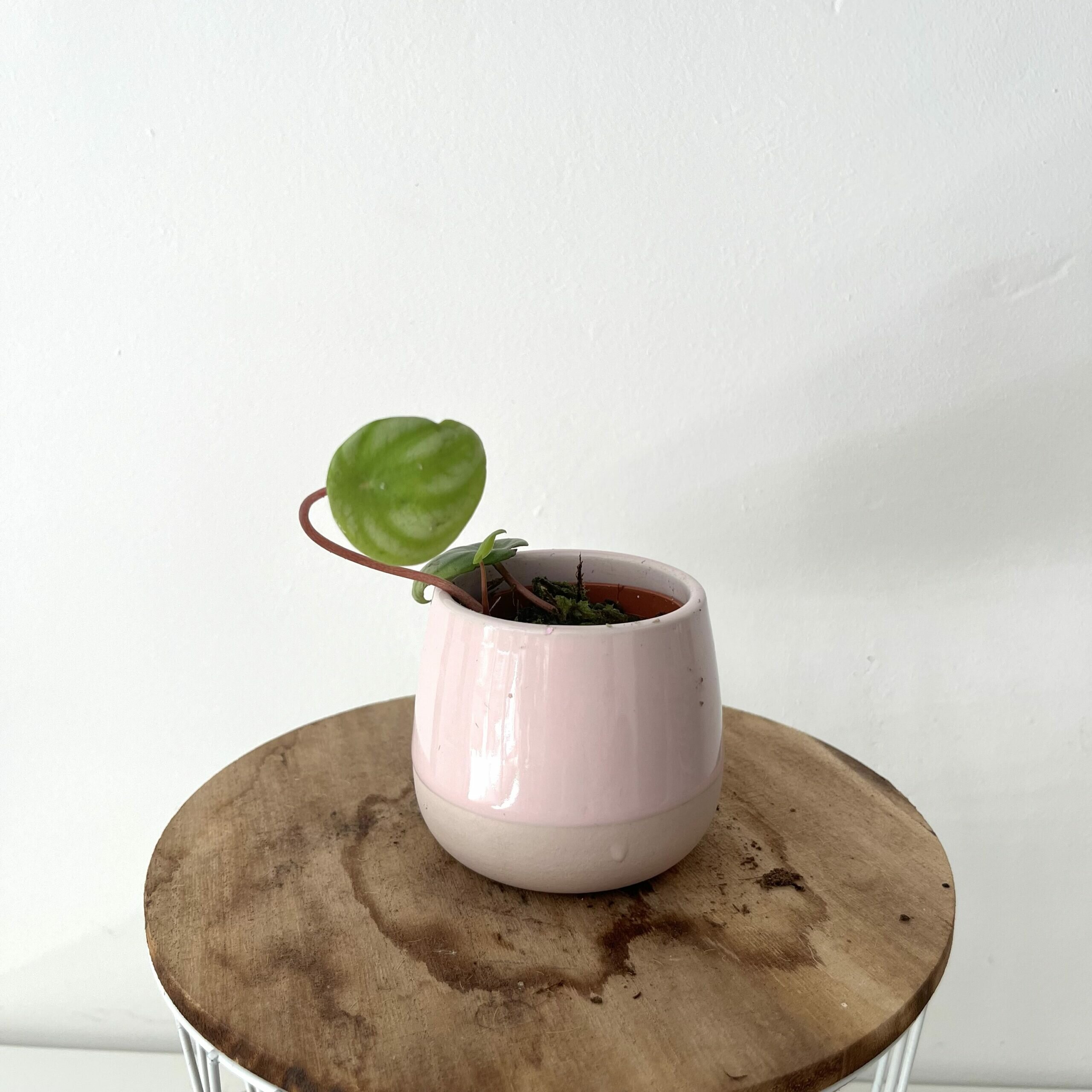 Stek Peperomia Watermelon 1