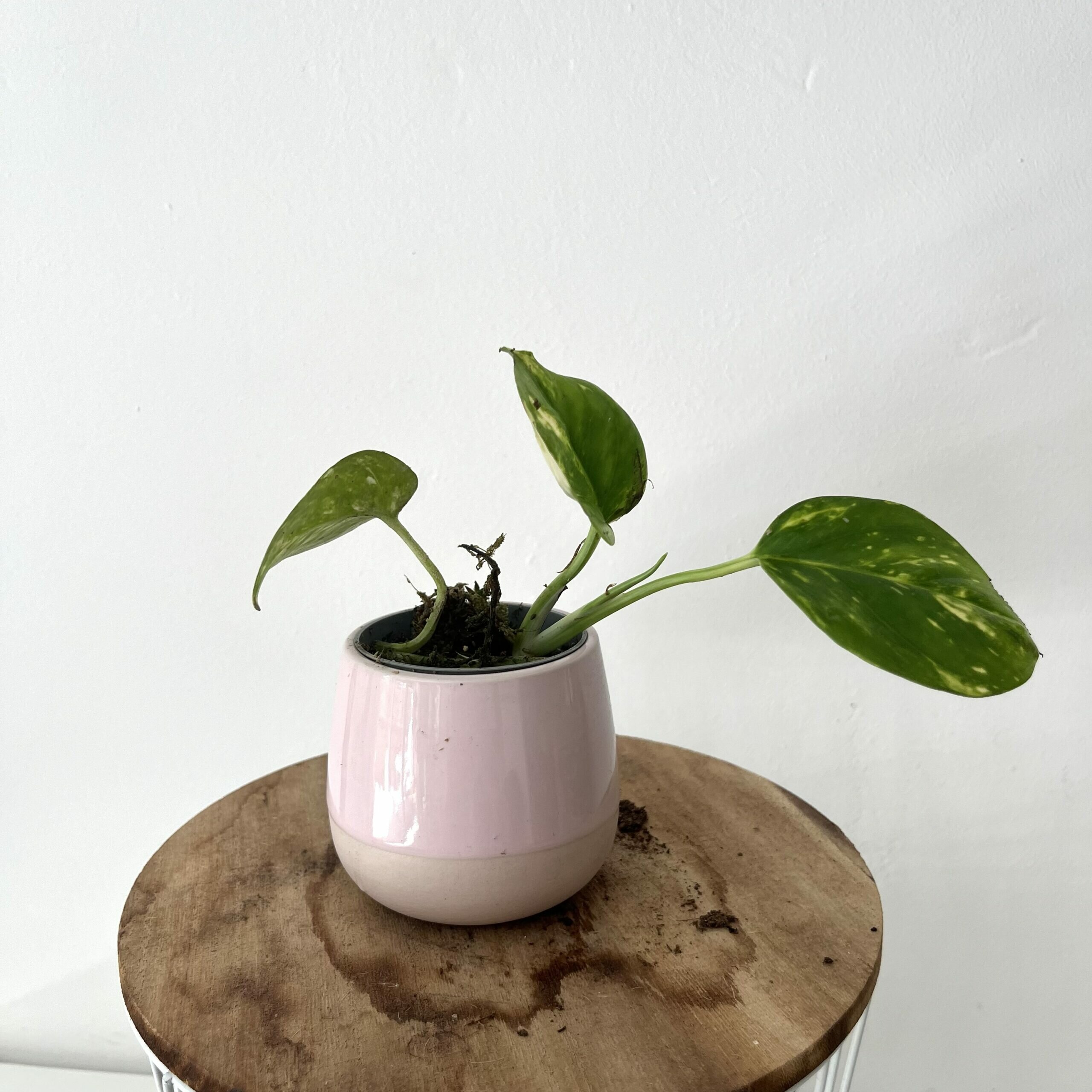 Stek Pothos Aureum Golden 4