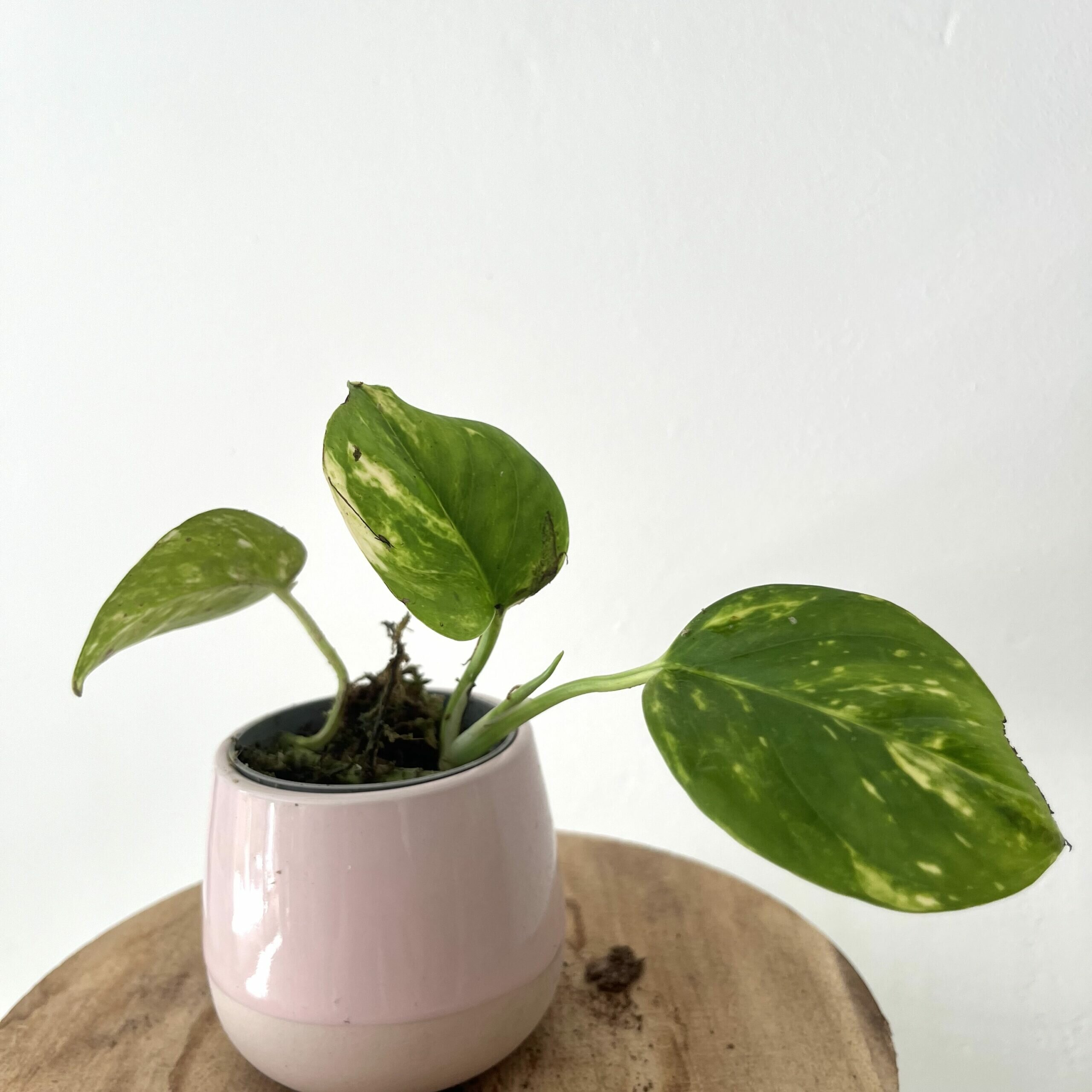 Stek Pothos Aureum Golden 4