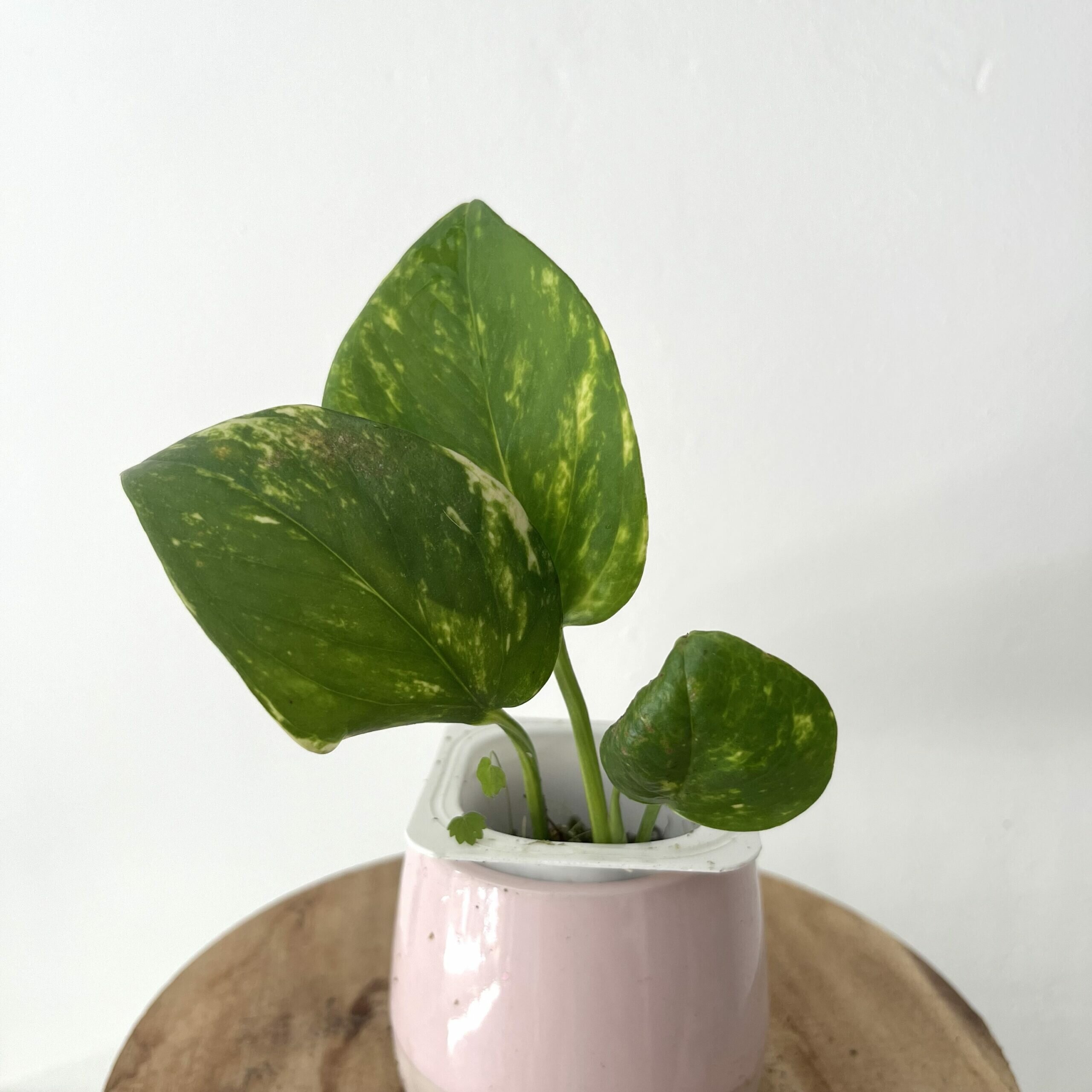 Stek Pothos Aureum Golden 3