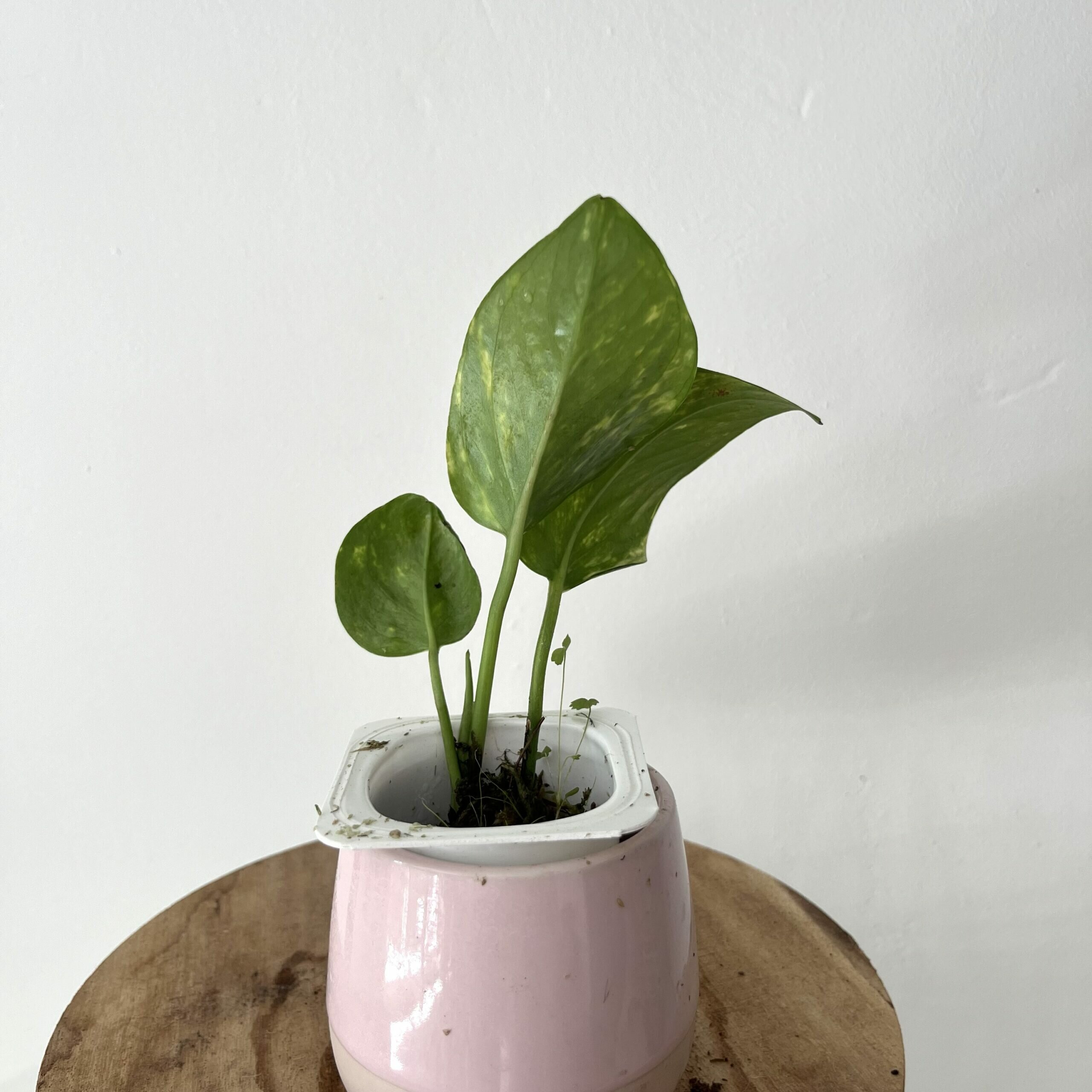 Stek Pothos Aureum Golden 3