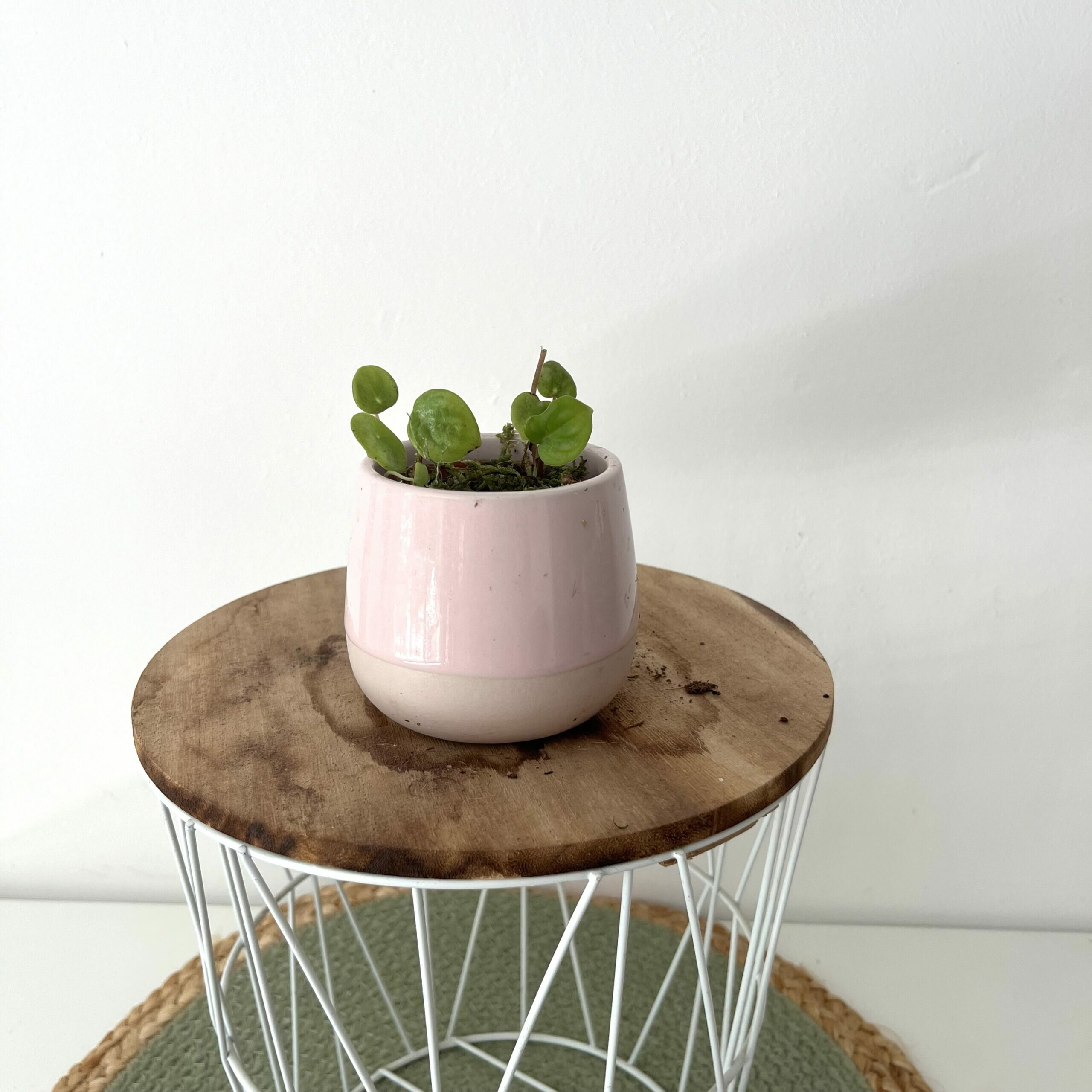 Stek Peperomia Watermelon 2