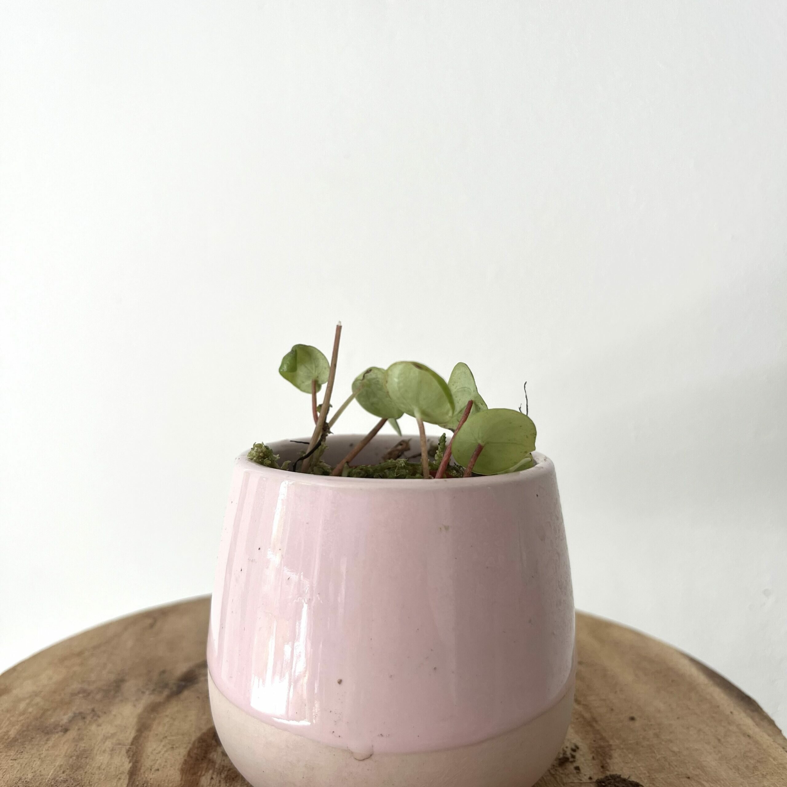 Stek Peperomia Watermelon 2