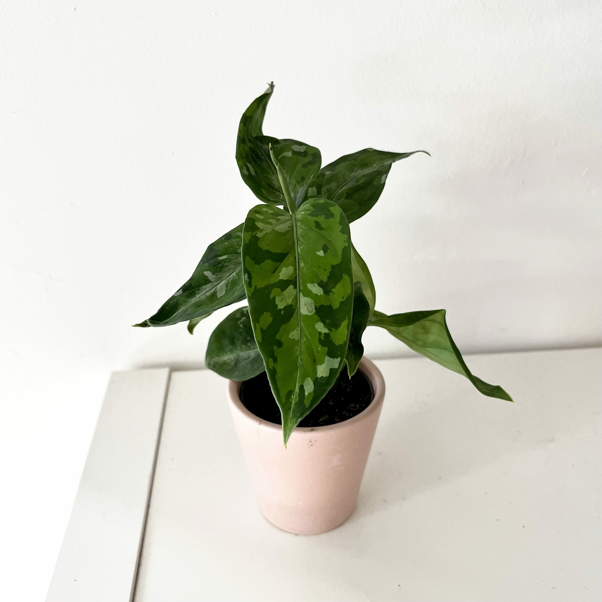 Aglaonema Pictum Tricolor