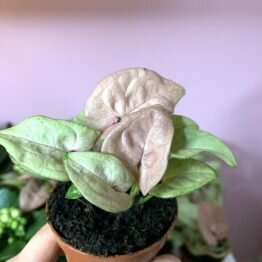 7E80872A-ED12-4C30-978D-A1A5E2EFBA5F