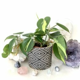 A9904296-E6FF-41F9-9643-A062607B3C20