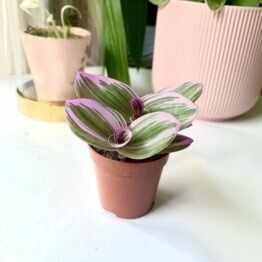 FFFEE4D3-8D4C-4F53-B07F-49BAD0DACC71