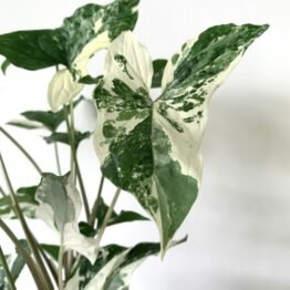 8FC2C213-90A5-4C66-9482-1094CF6B7584