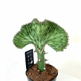 32C0744F-D748-4835-8DD0-D842596A00DB