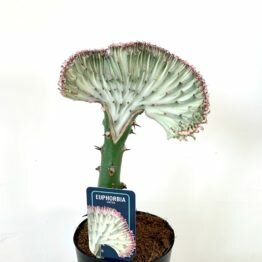 F13BF9F1-4812-4C83-9760-2A6769893987