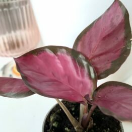 30D00BD0-A9FF-4438-AFA8-B0496CCC963E