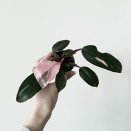 FE60A1B5-B2DA-4E20-8C77-28C58BEB4BC5