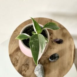 DDFEB21D-695A-41D1-8DEF-143EABEFC0FA