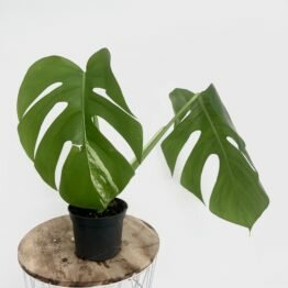 F0E2607E-4D29-4A39-BF7A-6E5B4A52CE51