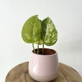 Bouture de Pothos Aureum Golden 1