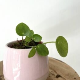 Bouture de Pilea 1