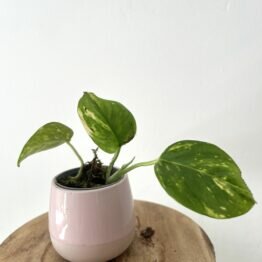 Bouture de Pothos Aureum Golden 4